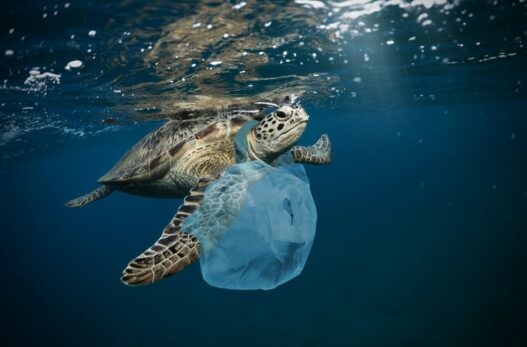 Havskildpadde der er fanget i en plastikpose